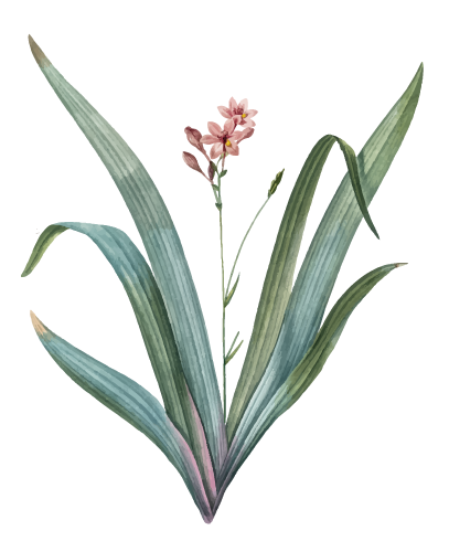 Ilustración de flores.