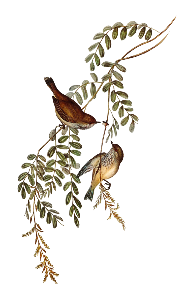 Ilustración de pájaros.